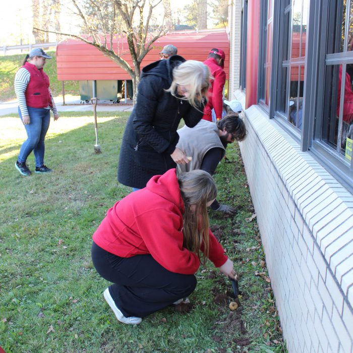 Students and adults plant daffodil bulbs near the school building